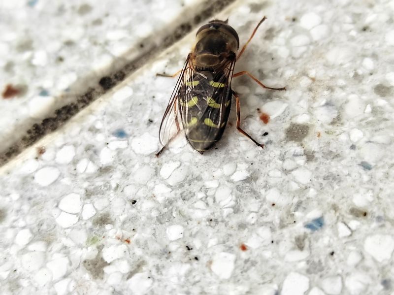Syrphidae: quale Scaeva? Scaeva cfr. pyrastri